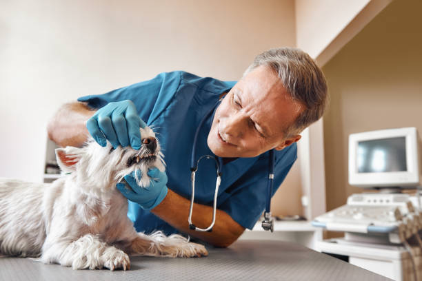 Best 24-Hour Emergency Dental Care in Johnsonville, SC